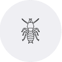 Termite Treatment Memphis