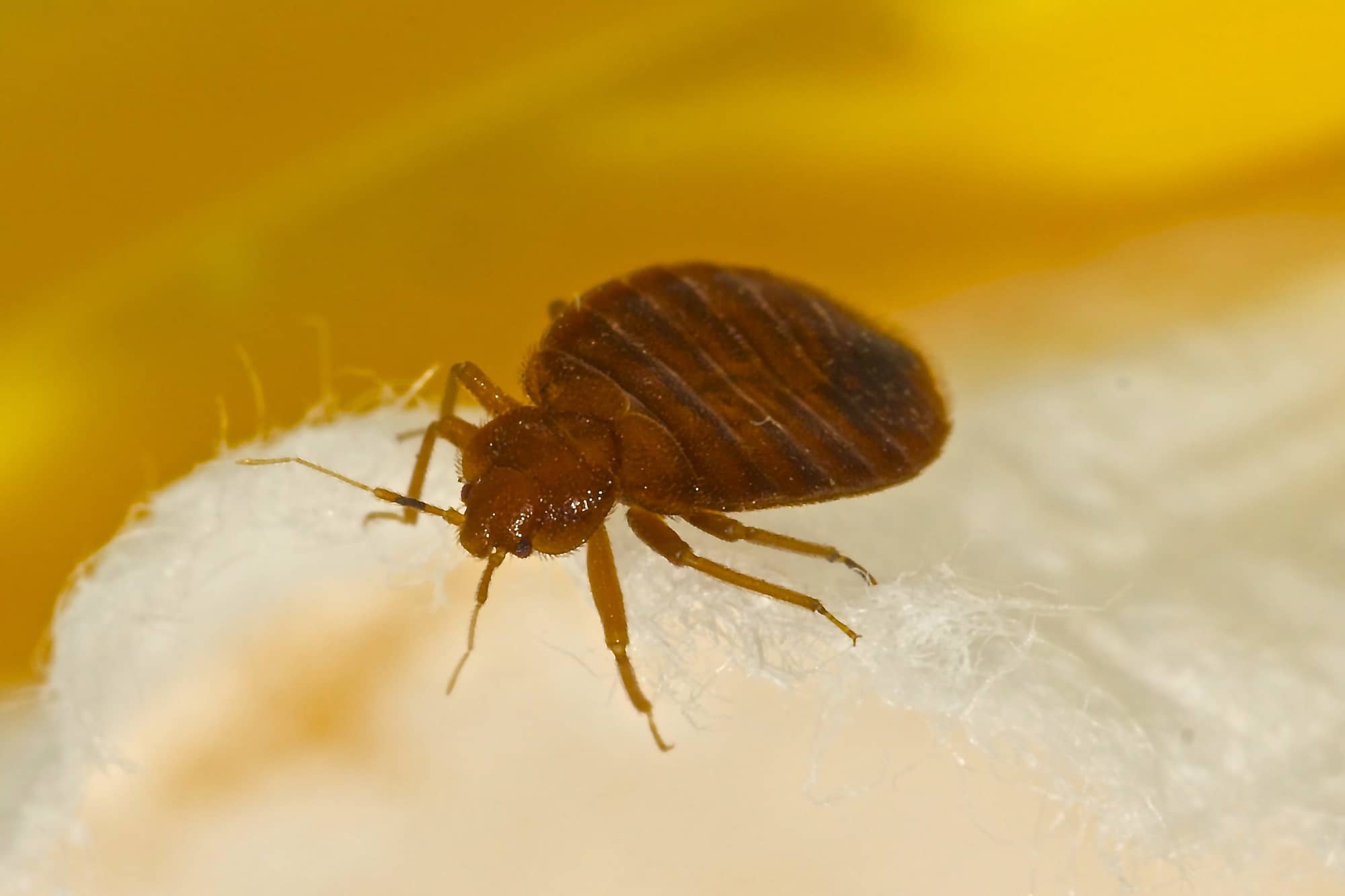 Featured image for “Can Bed Bugs Transmit Diseases?”