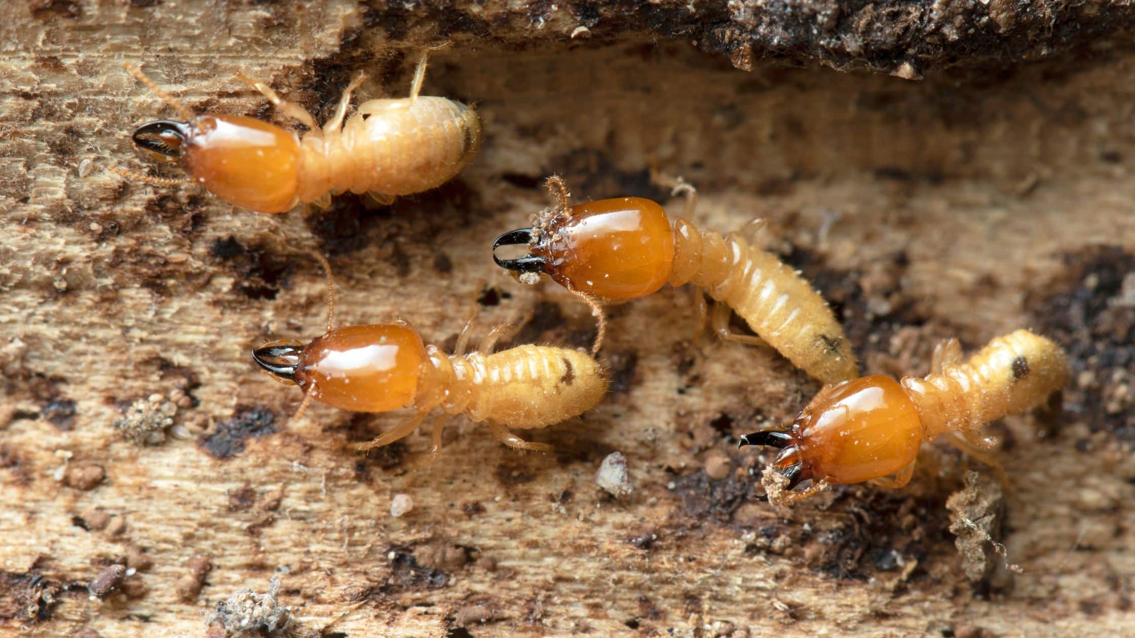 Featured image for “Termite Service and Treatment”
