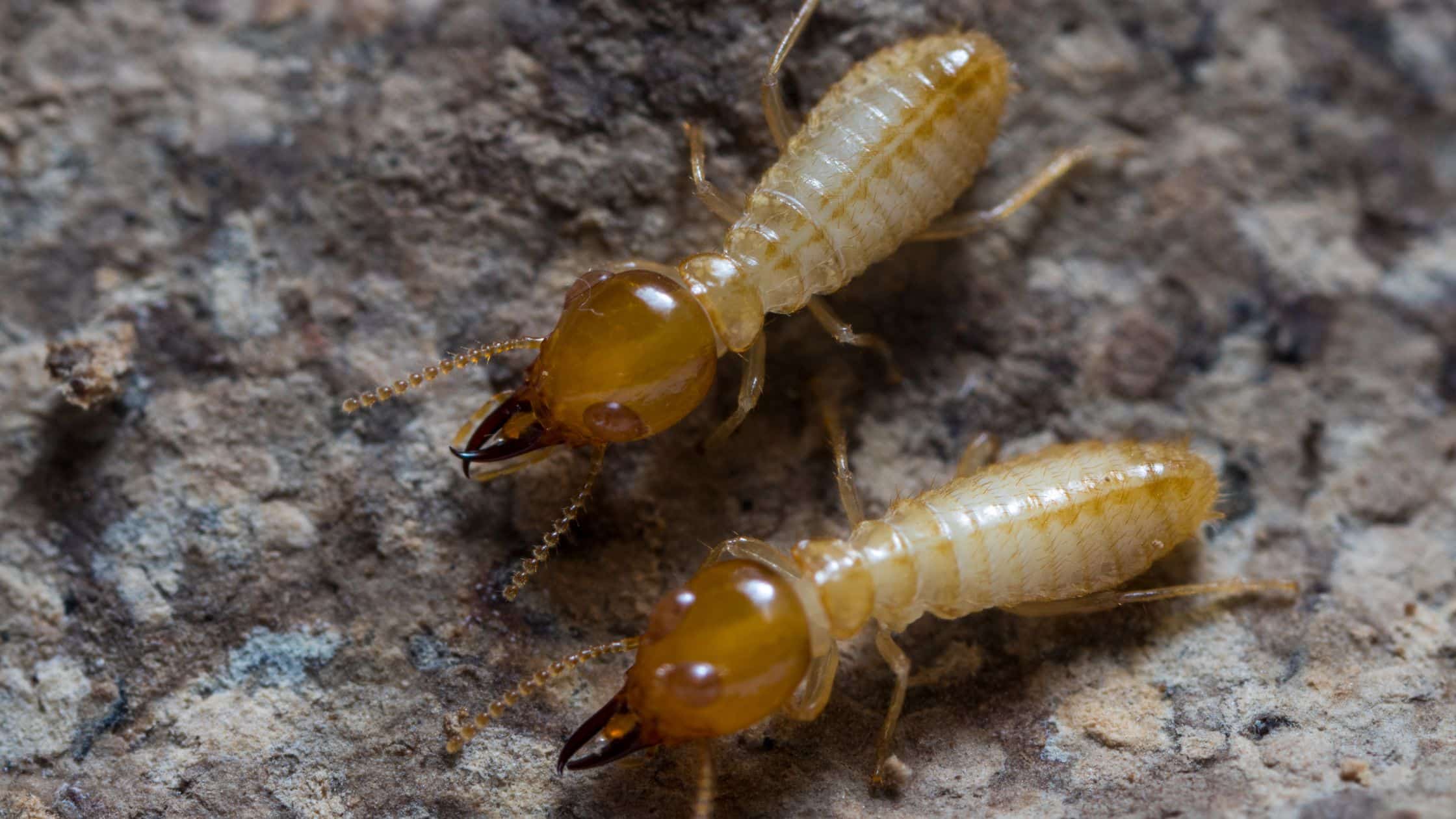 Featured image for “Termite Treatment”