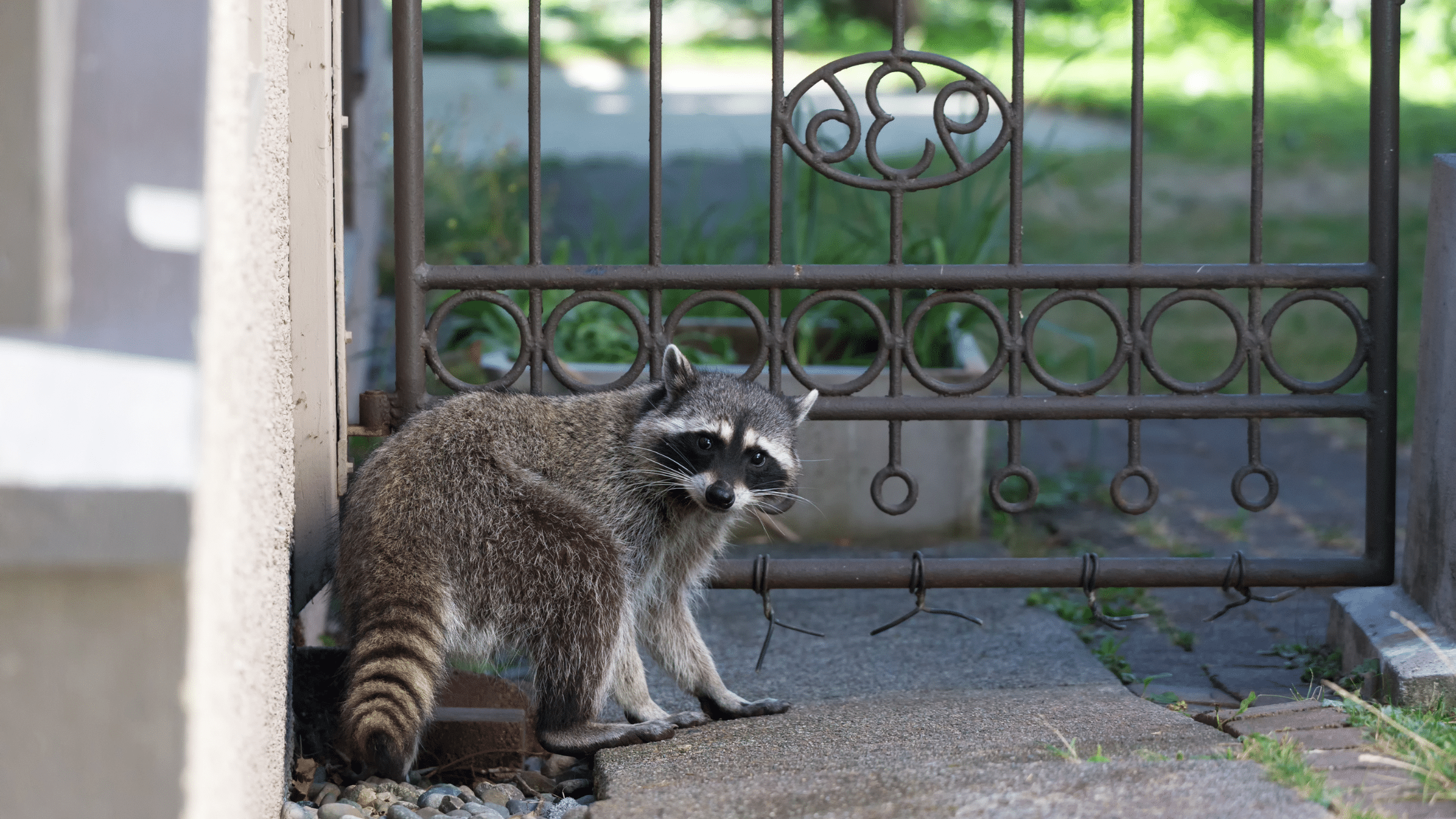 Wildlife Removal