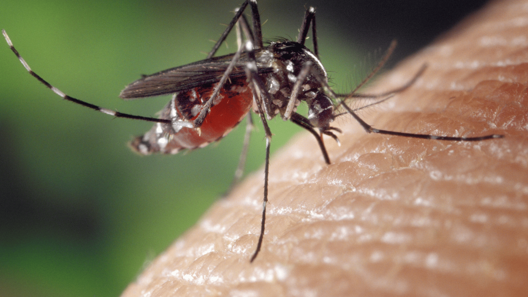 Featured image for “Mosquito Control”