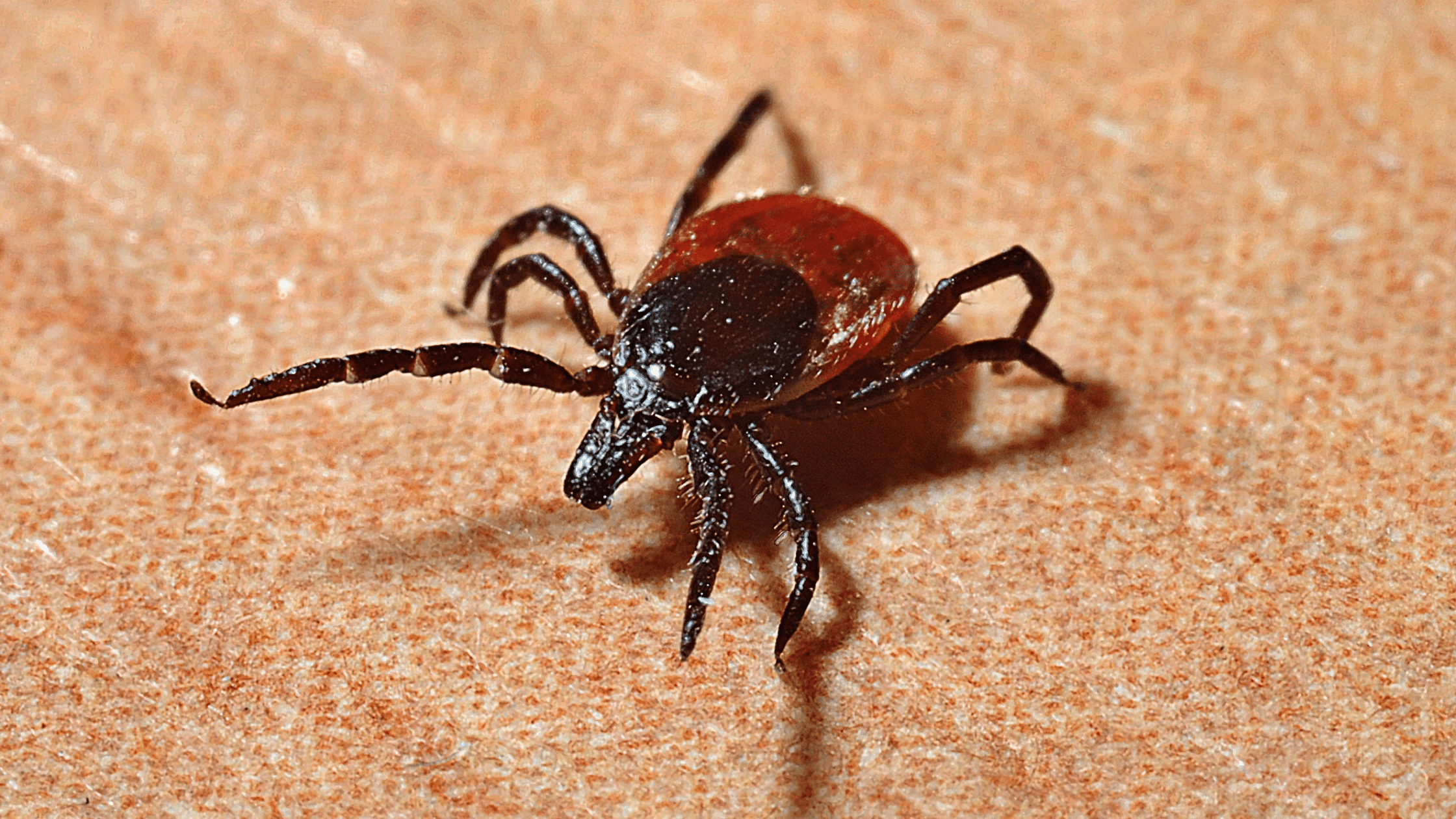 Tick Control