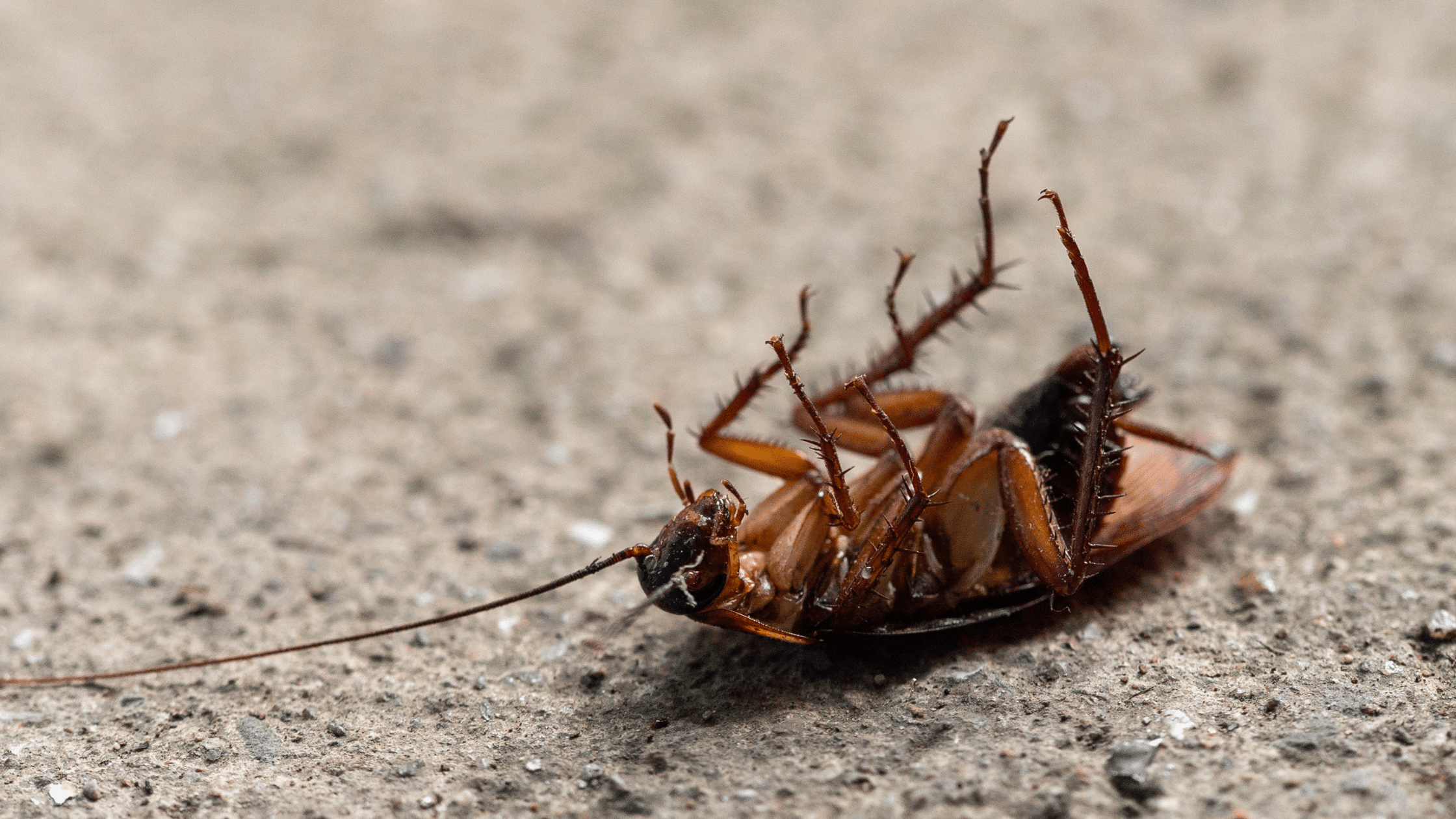 Home Pest Control