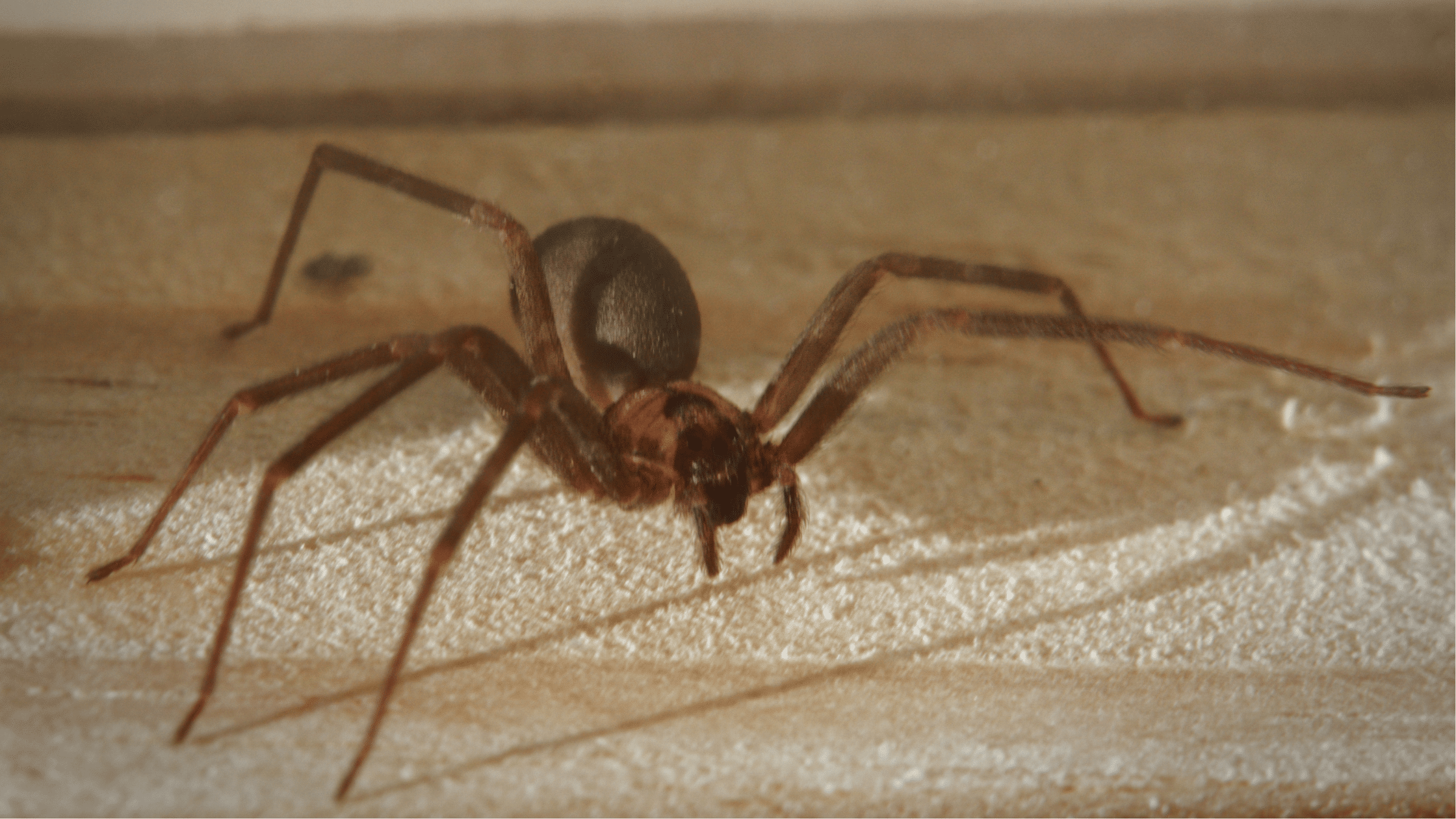 Spider Control