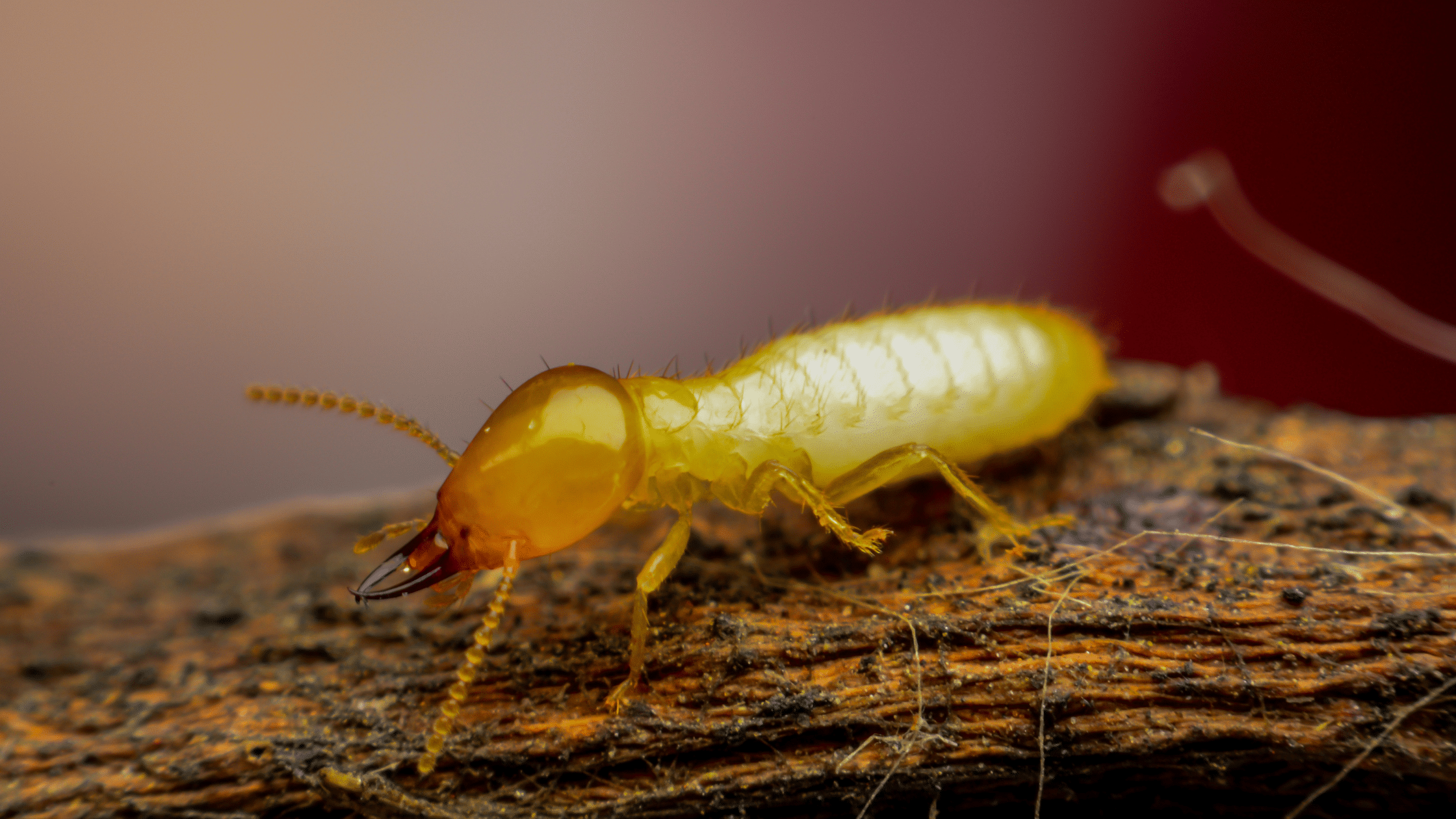 Termite Letters