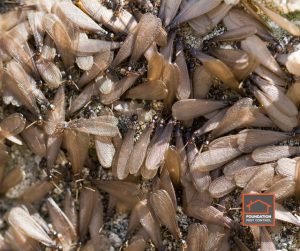Termite Swarm Memphis